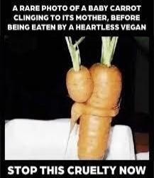 A rare photo of a baby carrot clinging to its mother, before being eaten by a heartless vegan. STOP THIS CRUELTY NOW