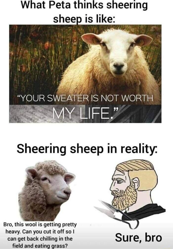 What Peta thinks sheering sheep is like Lo YOUR SWEATER IS NOT WORTH SR FE Bro this wool is getting pretty heavy Can you cut it off so can get back chilling in the field and eating grass