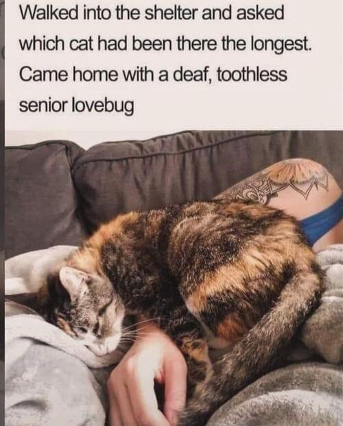 Walked into the shelter and asked which cat had been there the longest Came home with a deaf toothless senior lovebug