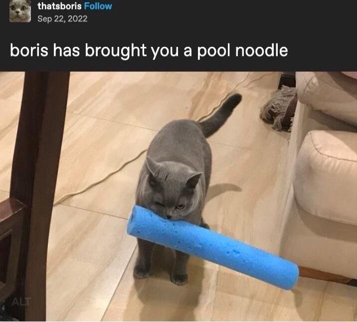 KLQ thatsborls Follow M ez 20 boris has brought you a pool noodle