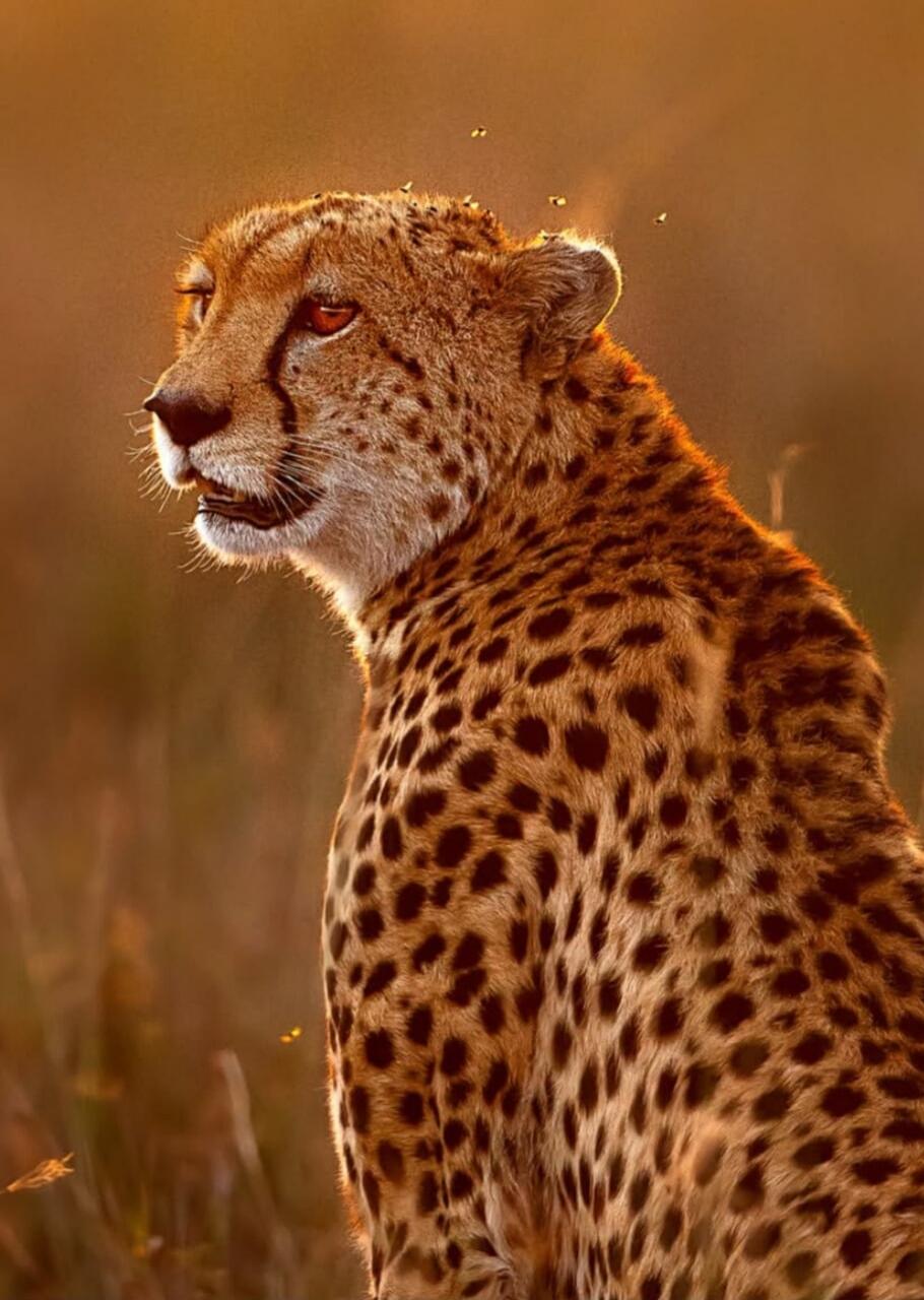 Session ID: 1094338.