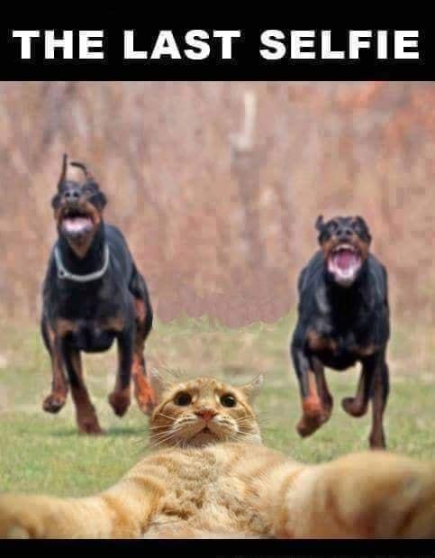 THE LAST SELFIE