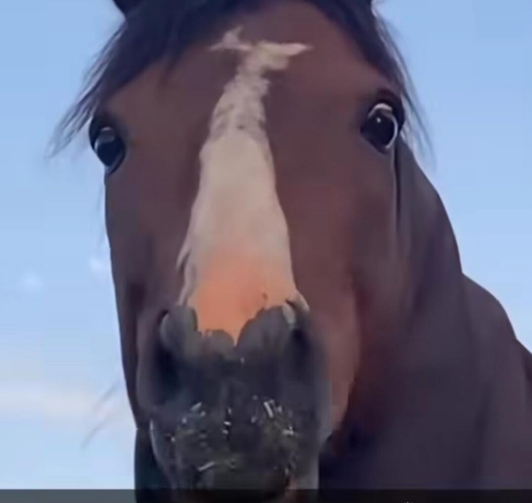 Horse close-up shot.