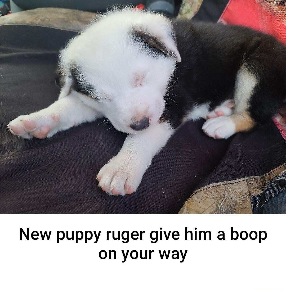 New puppy ruger give him a boop on your way