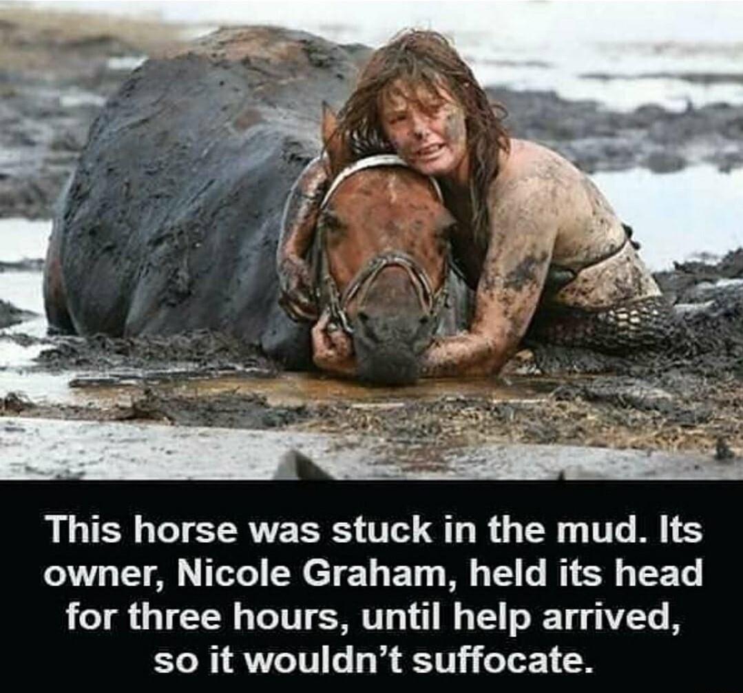 This horse was stuck in the mud Its owner Nicole Graham held its head for three hours until help arrived so it wouldnt suffocate