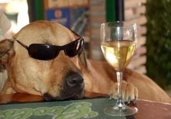 A dog wearing sunglasses lounging next to a wine glass.