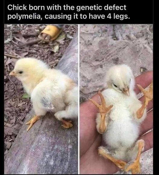 Chick born with the genetic defect polymeha ETE RS CREVER Iegs