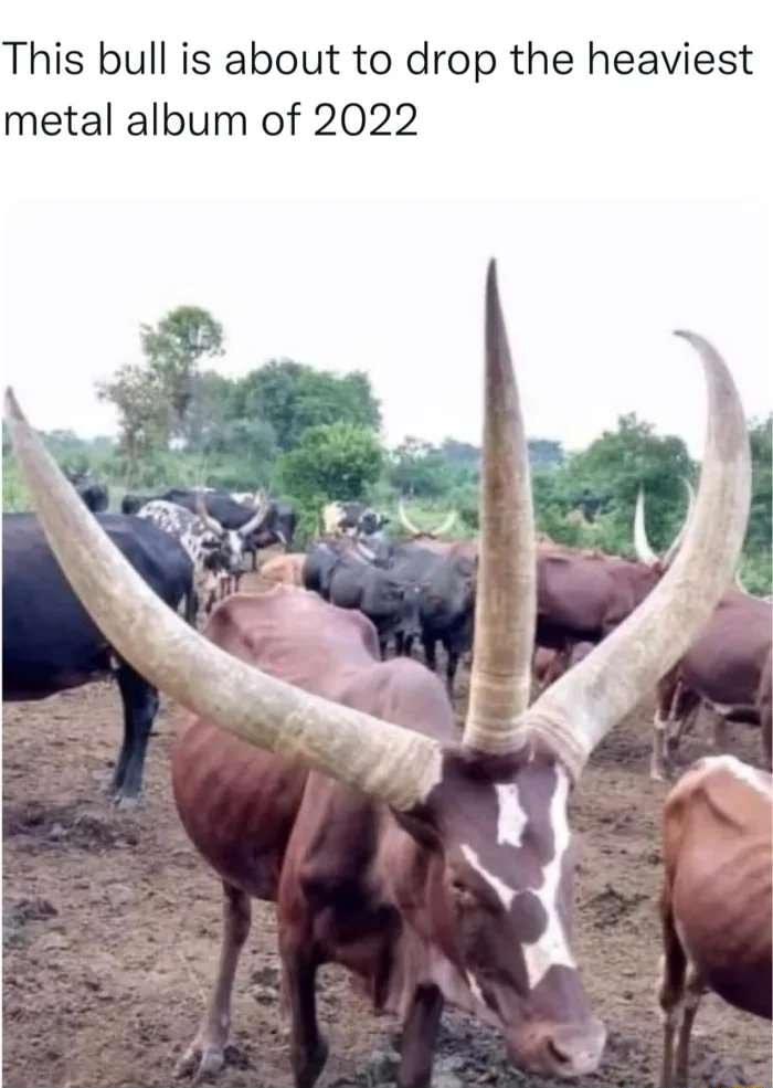 This bull is about to drop the heaviest metal album of 2022