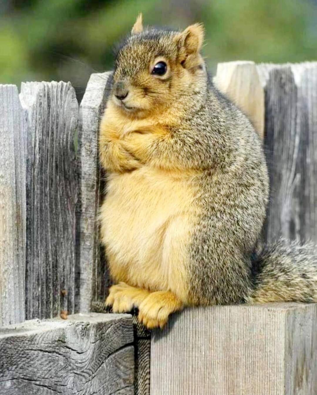 A cute squirrel perched on a wooden fence.