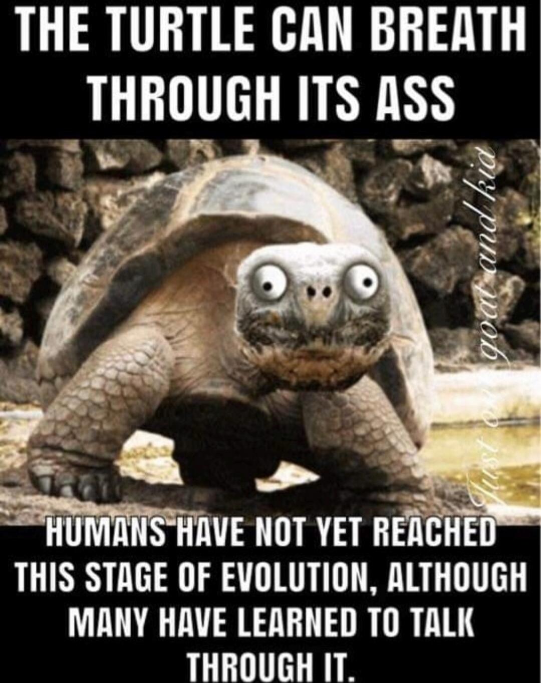 THE TURTLE CAN BREATH THROUGH ITS ASS
HUMANS HAVE NOT YET REACHED THIS STAGE OF EVOLUTION, ALTHOUGH MANY HAVE LEARNED TO TALK THROUGH IT.