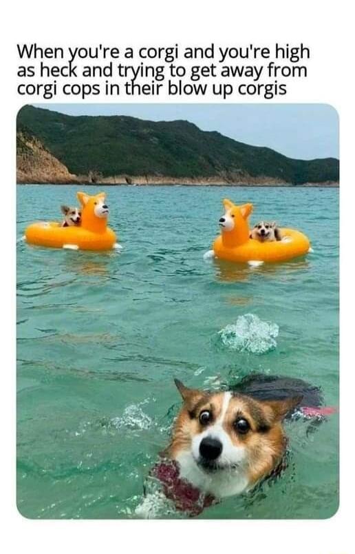 When oure a corgi and youre high as heck and trying to get away from corgi cops in their blow up corgis