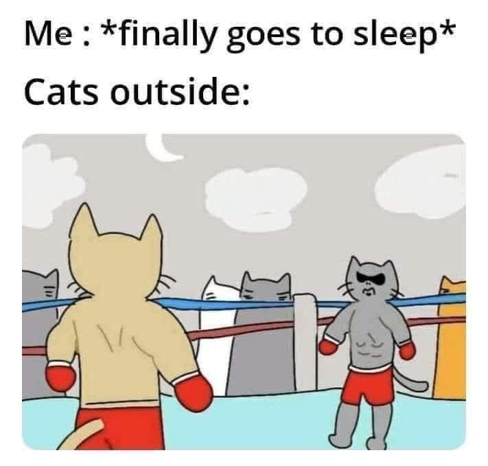 Me finally goes to sleep Cats outside