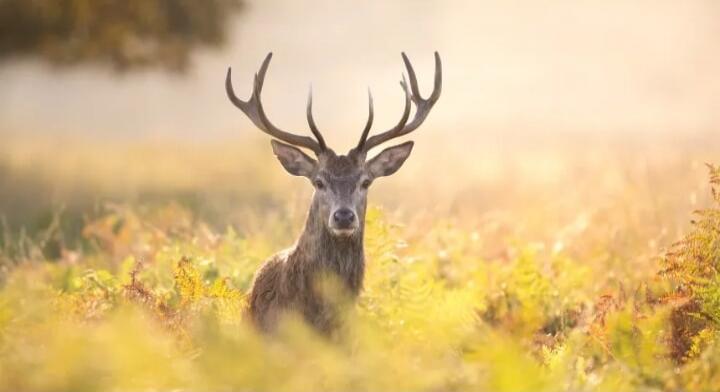A majestic deer with large antlers stands in a field of yellow flowers and green ferns, bathed in soft, golden sunlight.