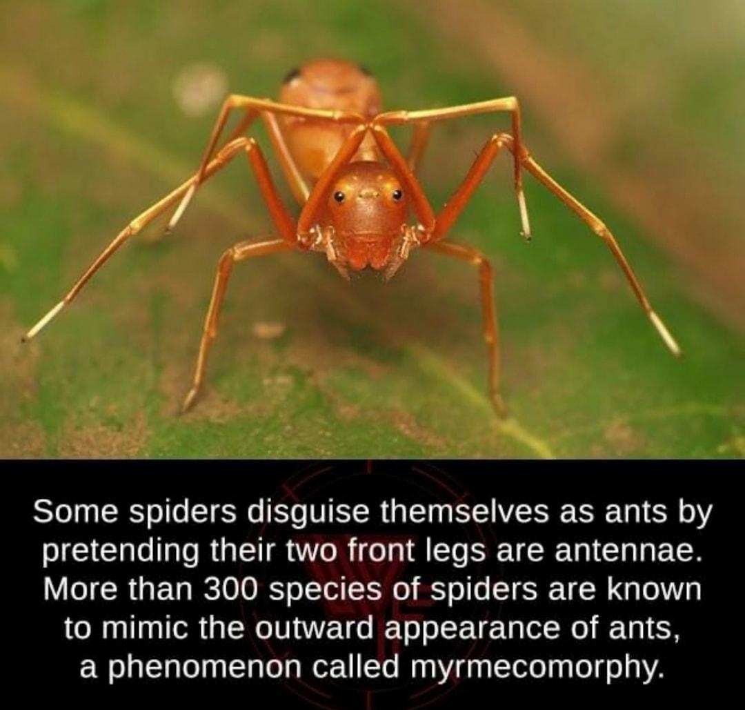 Some spiders disguise themselves as ants by LE UL RGEISUTR I HEIEERICH L EEE More than 300 species of spiders are known to mimic the outward appearance of ants a phenomenon called myrmecomorphy Photo courtesy of Yogendra Joshi Flickr factsweird