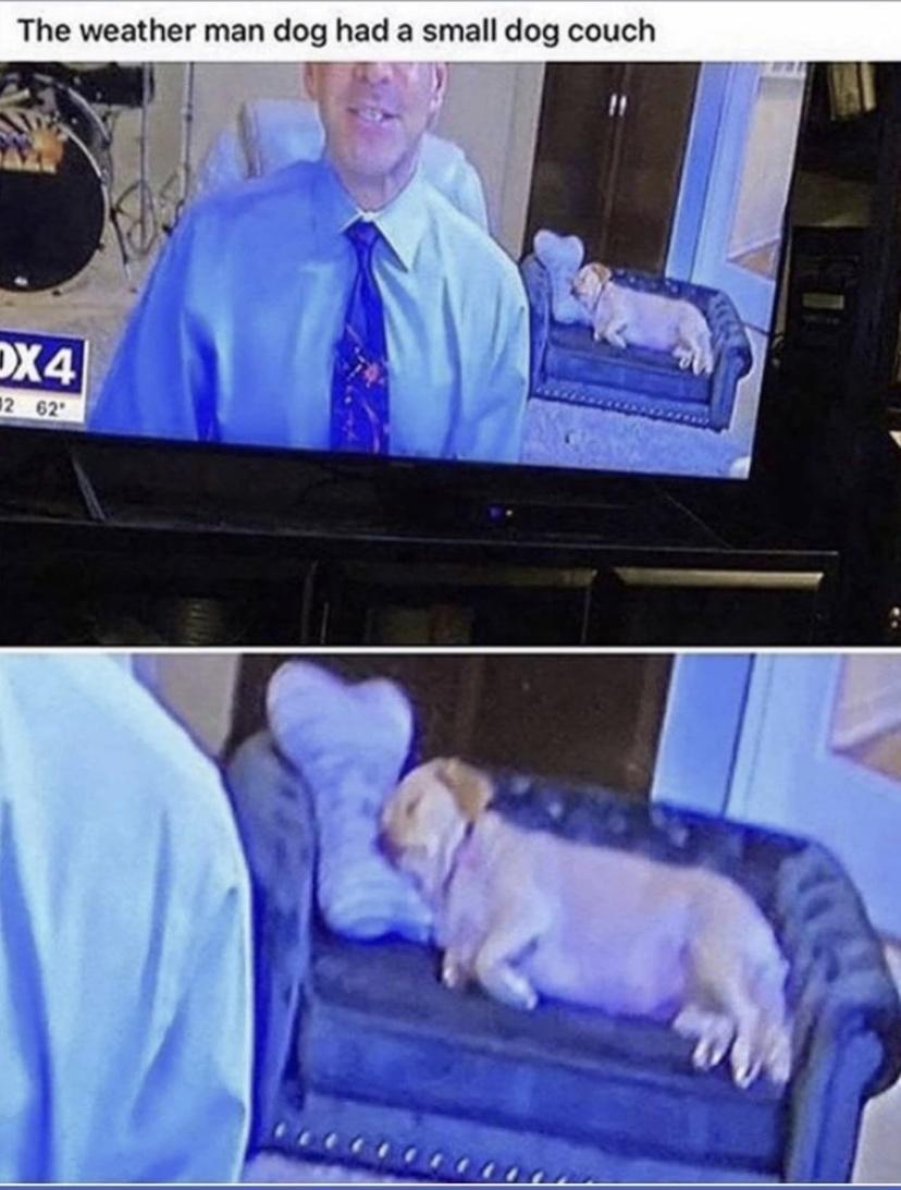 The weather man dog had a small dog couch