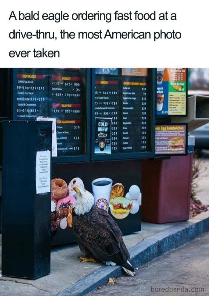 A bald eagle ordering fast food at a drive-thru, the most American photo ever taken. Menu items visible: Beverages, Donuts, Muffins, Egg Sandwiches, Bakery, Baked & Gourmet Snacks, Cold Brew, Hash Brown, Yogurt Parfait.