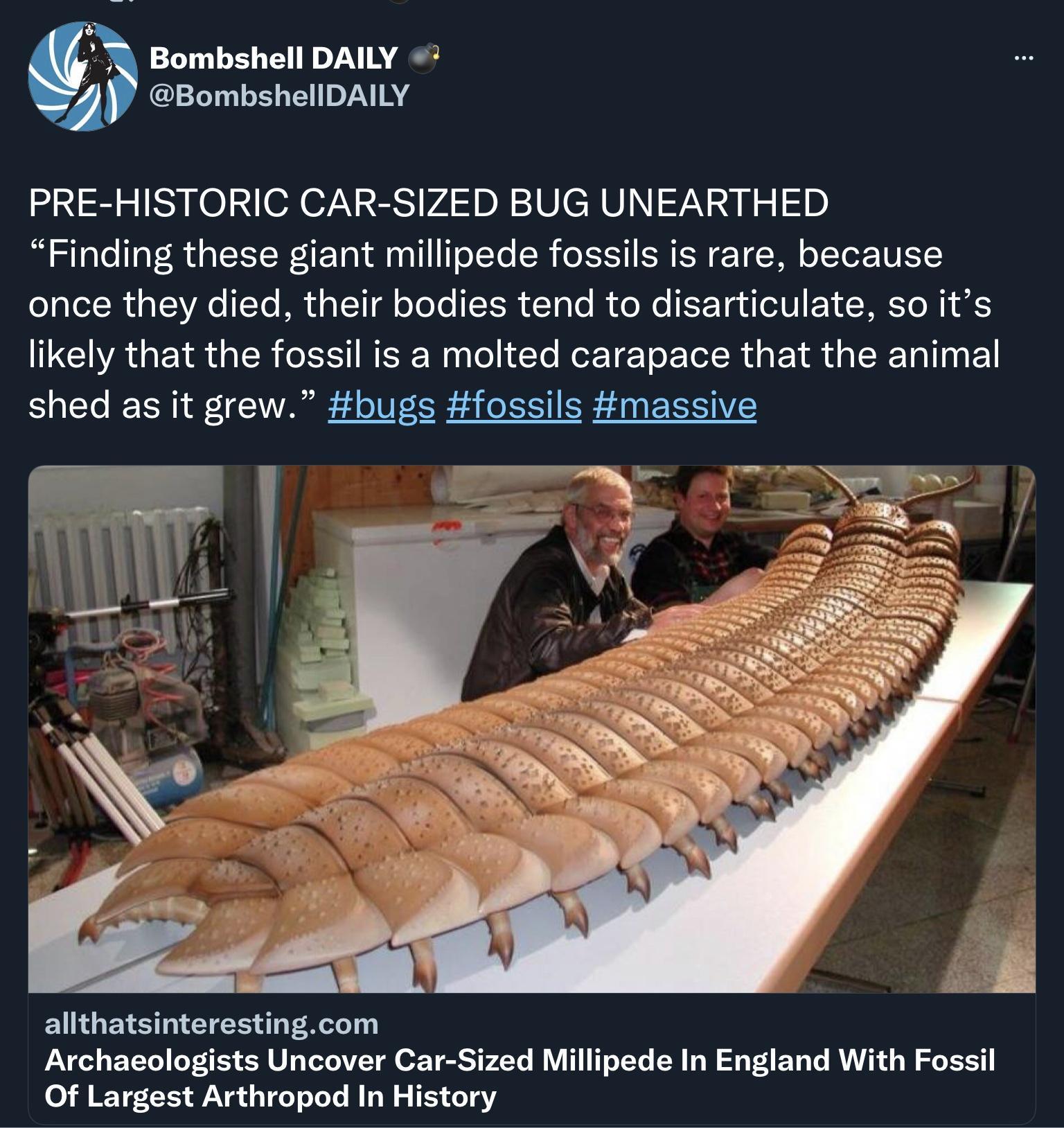 Bombshell DAILY BombshellDAILY PRE HISTORIC CAR SIZED BUG UNEARTHED Finding these giant millipede fossils is rare because once they died their bodies tend to disarticulate so its likely that the fossil is a molted carapace that the animal shed as it grew bugs fossils massive allthatsinterestingcom Archaeologists Uncover Car Sized Millipede In England With Fossil Of Largest Arthropod In History