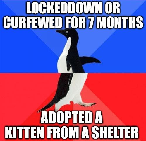 LOCKEDDOWNOR GURFEWED FOR 7 MONTHS ADOPTED A KITTEN FROM A SHELTER