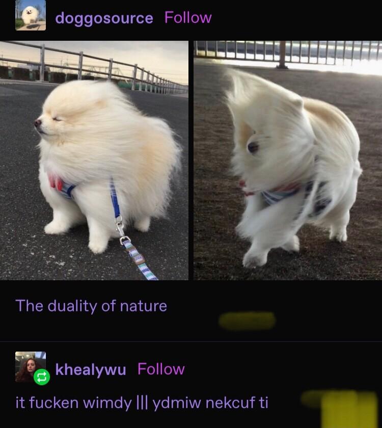 doggosource Follow The duality of nature Lol g khealywu Follow it fucken wimdy l ydmiw nekcuf ti