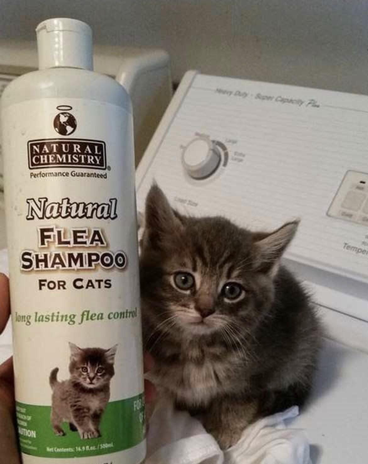 NATURA CHEMISTRY FLEA SHAMPOO FOrR CATS kng lasting flea cont