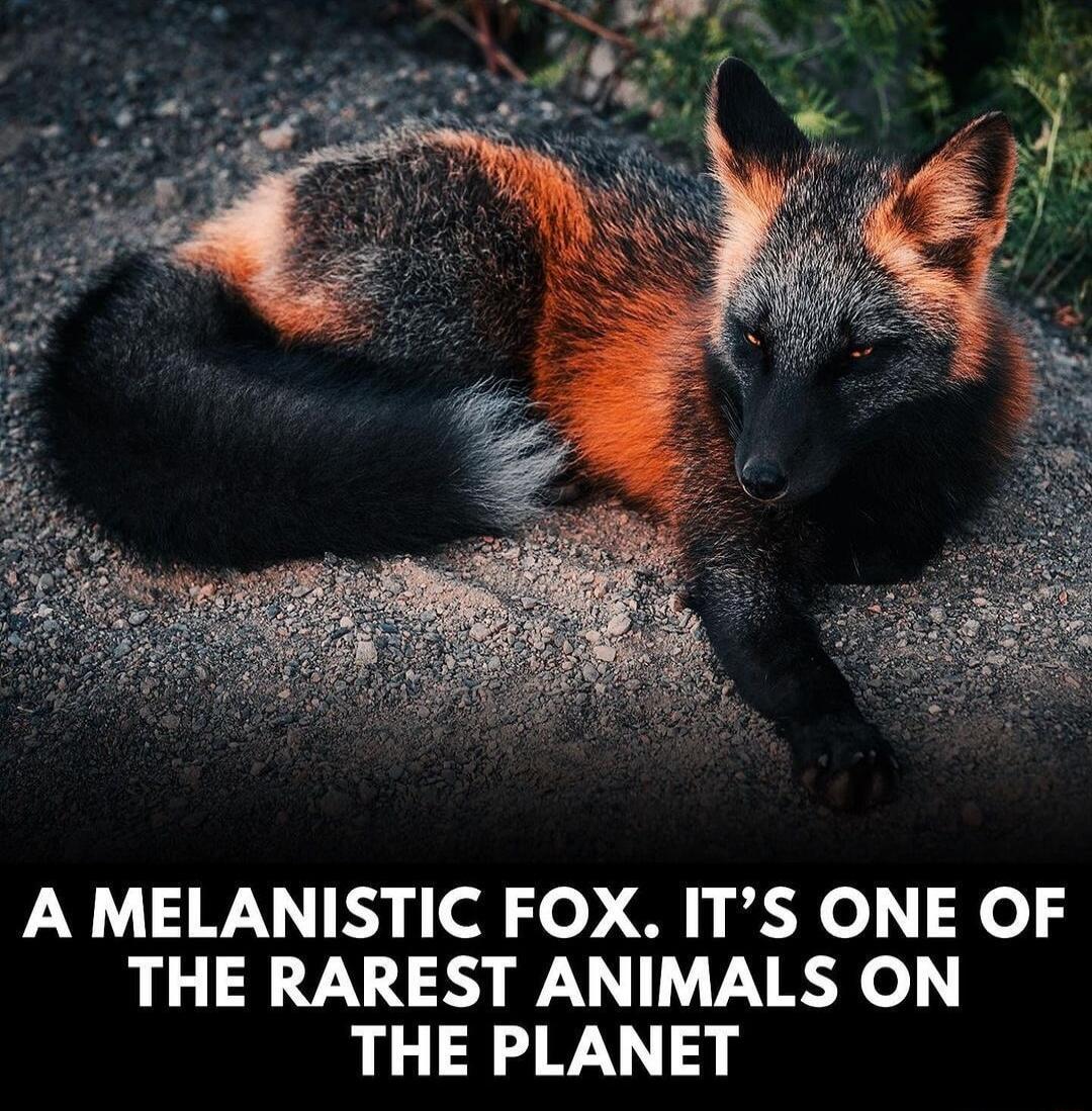 A MELANISTIC FOX ITS ONE OF THE RAREST ANIMALS ON THE PLANET