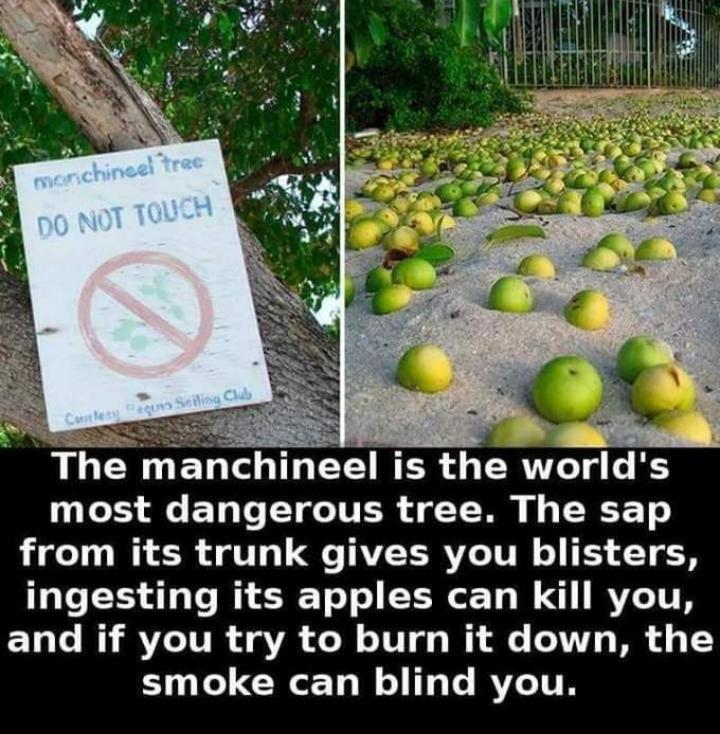 A The manchineel is the worlds U S ED T LT ITER J7 T W REE T from its trunk gives you blisters ingesting its apples can kill you and if you try to burn it down the LT ERE LRI G RYETTE