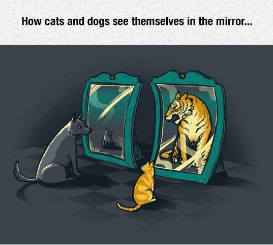 How cats and dogs see themselves in the mirror