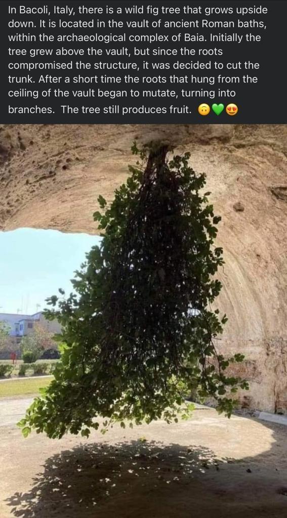 In Bacoli Italy there is a wild fig tree that grows upside down It is located in the vault of ancient Roman baths G RGERE e E1Te ole or 1 Relolu o M E TE M IRE VAT 1 tree grew above the vault but since the roots compromised the structure it was decided to cut the trunk After a short time the roots that hung from the ceiling of the vault began to mutate turning into branches The tree still produces