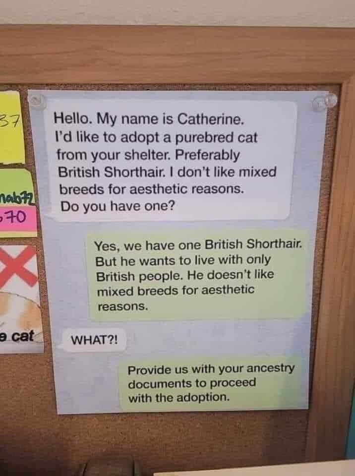 Hello My name is Catherine 1d like to adopt a purebred cat from your shelter Preferably British Shorthair dont like mixed breeds for aesthetic reasons Do you have one Yes we have one British Shorthair But he wants to live with only British people He doesnt like mixed breeds for aesthetic reasons WHAT Provide us with your umuny documents to proceed with the adoption