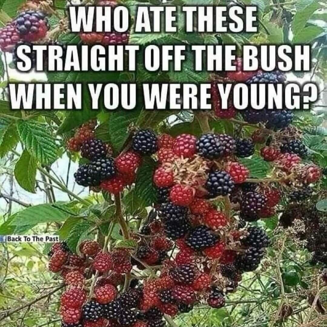 Who ate these straight off the bush when you were young?