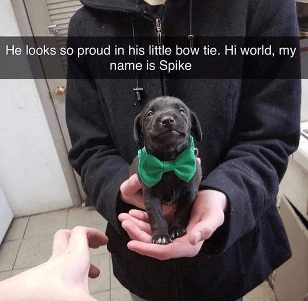 He looks so proud in his little bow tie Hi world my name is Spike