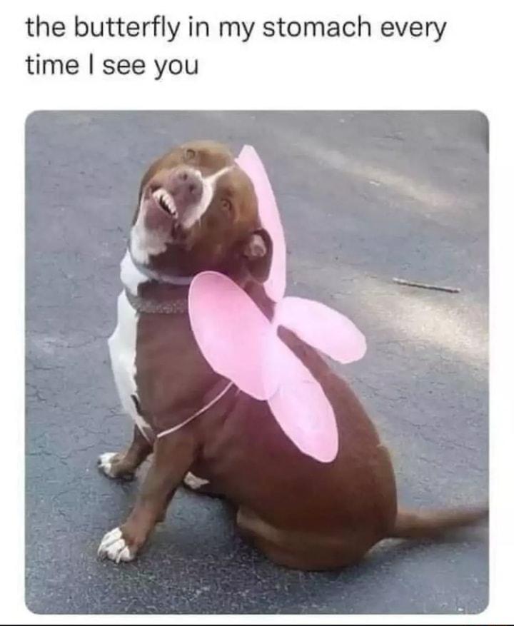 the butterfly in my stomach every time see you