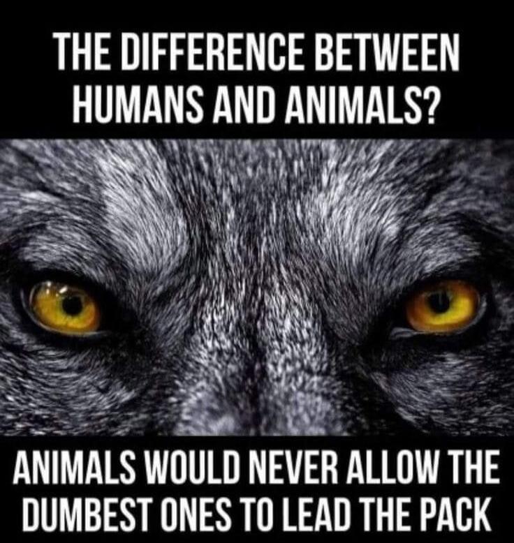 THE DIFFERENCE BETWEEN HUMANS AND ANIMALS? ANIMALS WOULD NEVER ALLOW THE DUMBEST ONES TO LEAD THE PACK