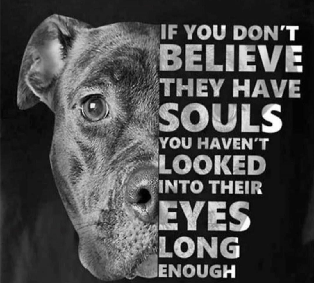 IF YOU DON’T BELIEVE THEY HAVE SOULS YOU HAVEN’T LOOKED INTO THEIR EYES LONG ENOUGH