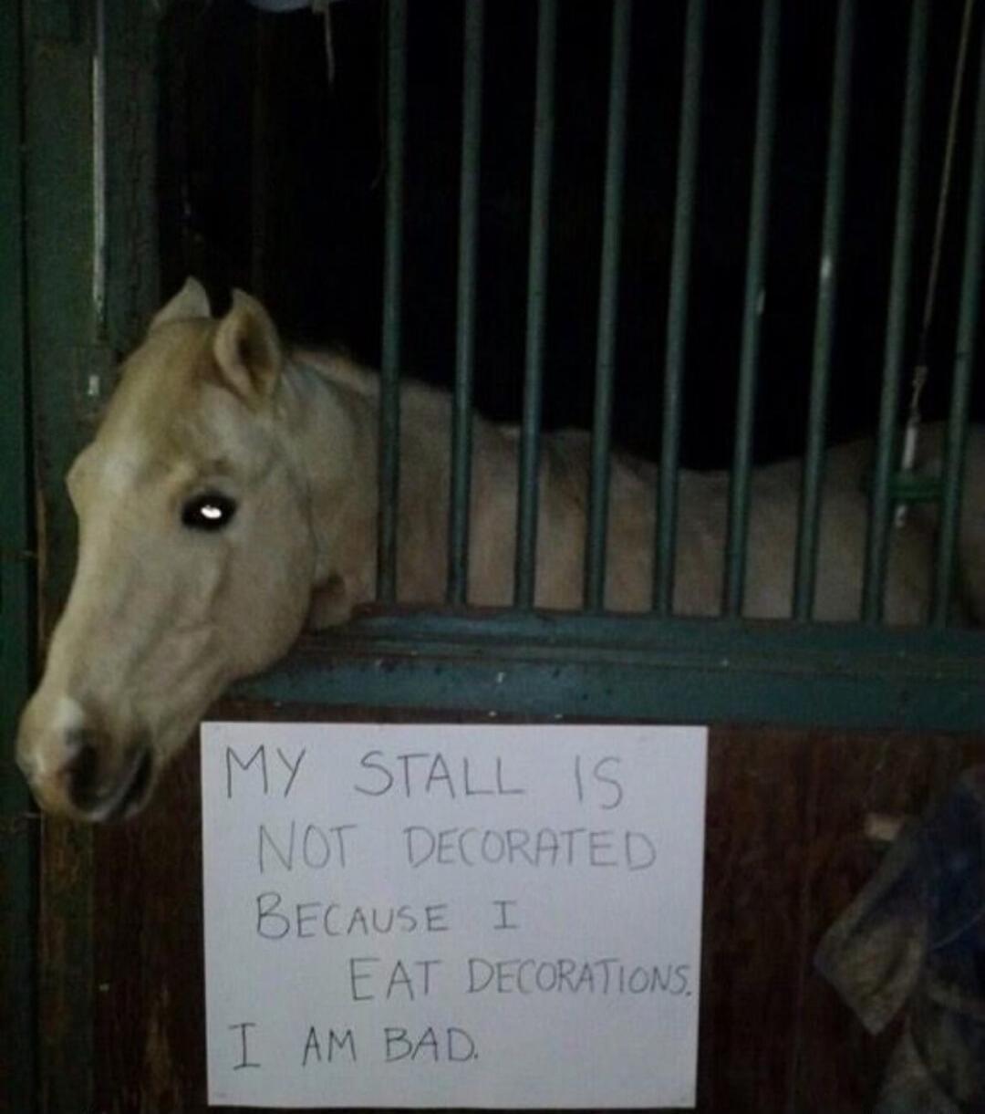 MY STALL IS NOT DECORATED BECAUSE I EAT DECORATIONS. I AM BAD.