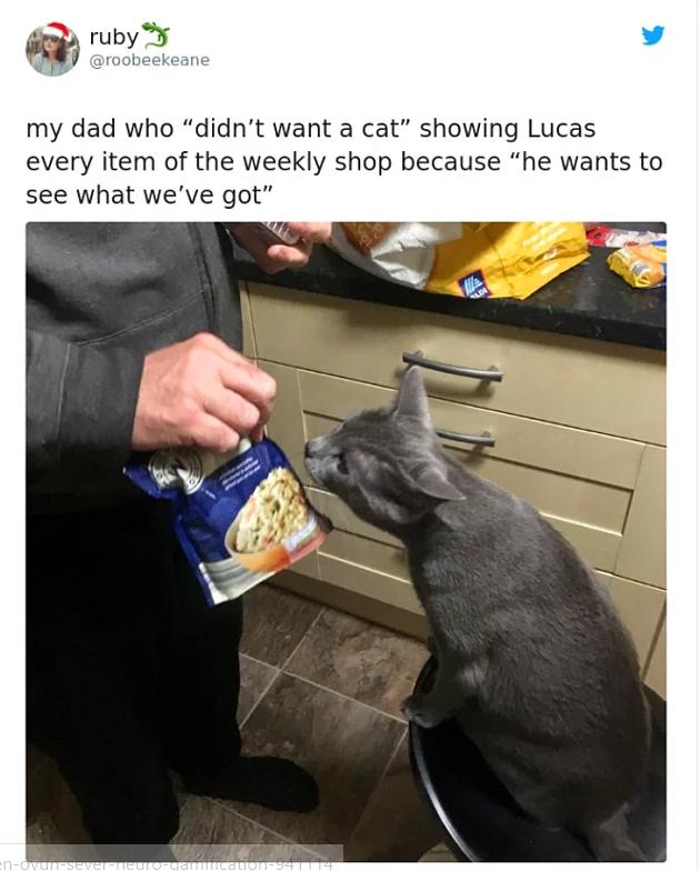 my dad who didnt want a cat showing Lucas every item of the weekly shop because he wants to see what weve got