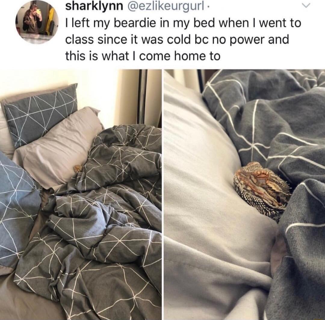 sharklynn urgurl left my beardie in my bed when went to class since it was cold bc no power and this is what come home to
