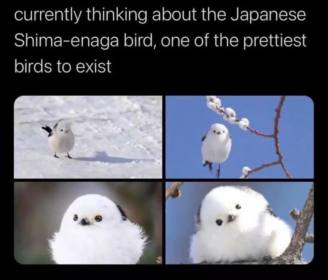 currently thinking about the Japanese Shima enaga bird one of the prettiest birds to exist