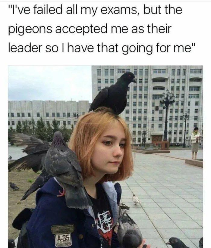 Ive failed all my exams but the pigeons accepted me as their leader so have that going for me