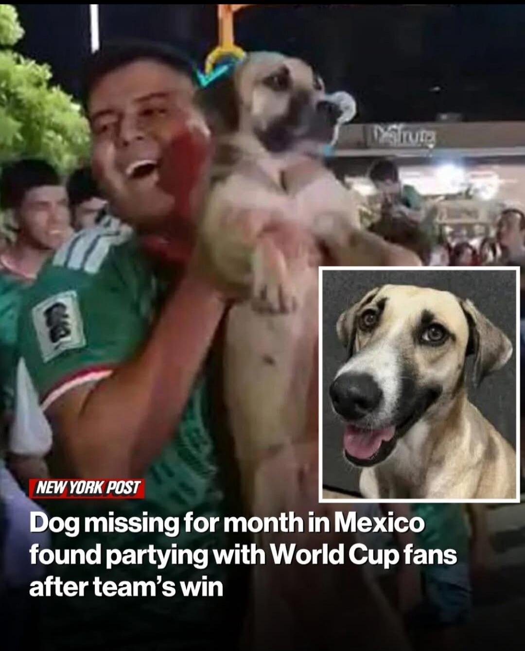 NEW YORK POST Dog missing for month in Mexico found partying with World Cup fans after team's win