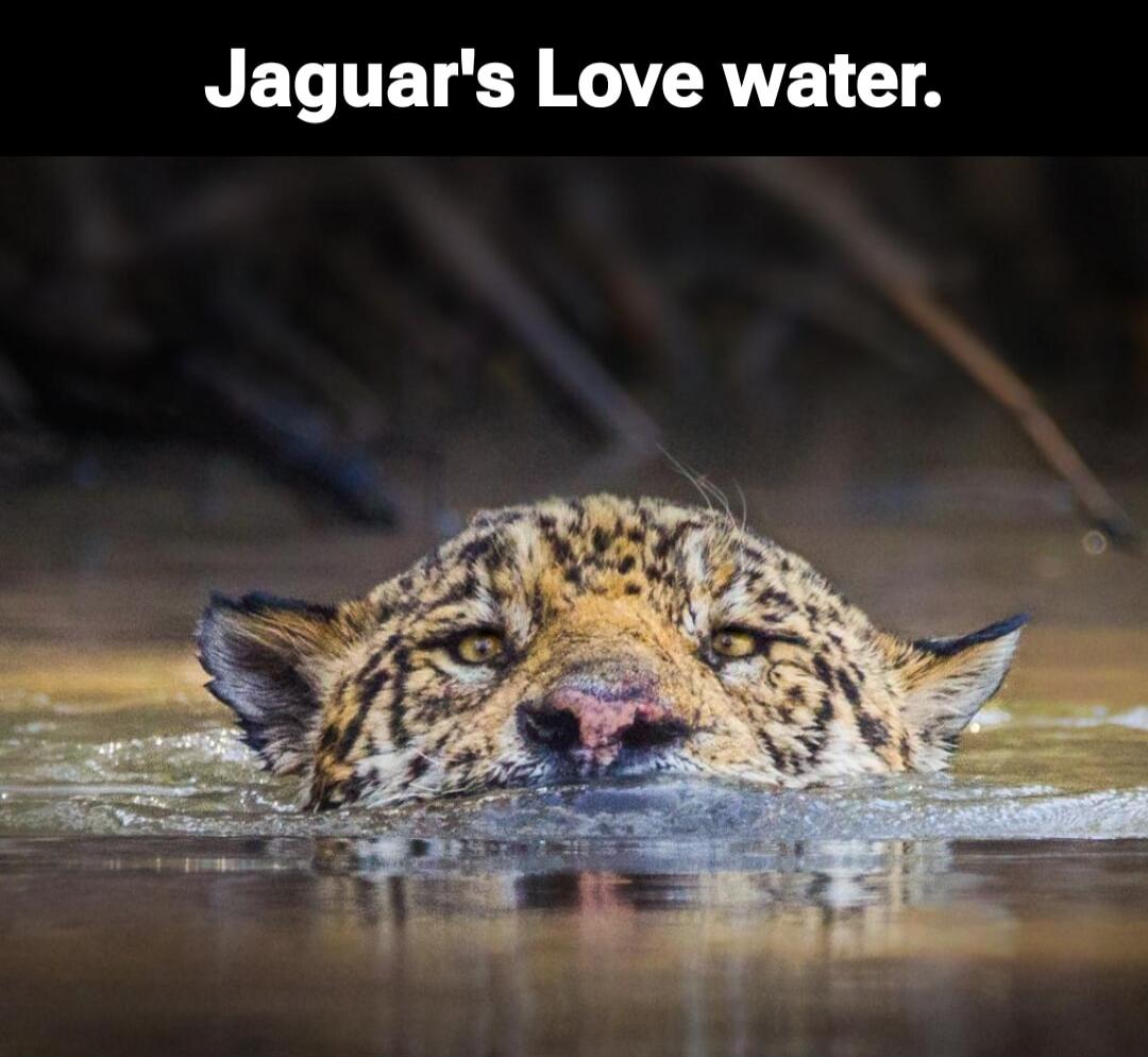 Jaguar's Love water.