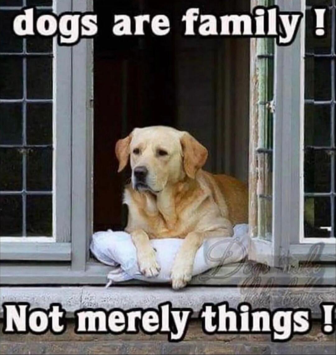 dogs are family ! Not merely things !