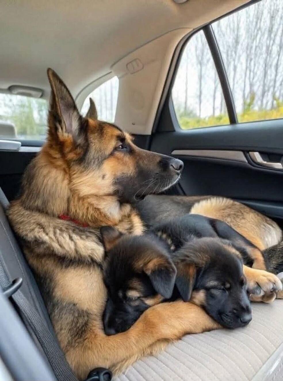 Two dogs cuddling on the back seat of a car.