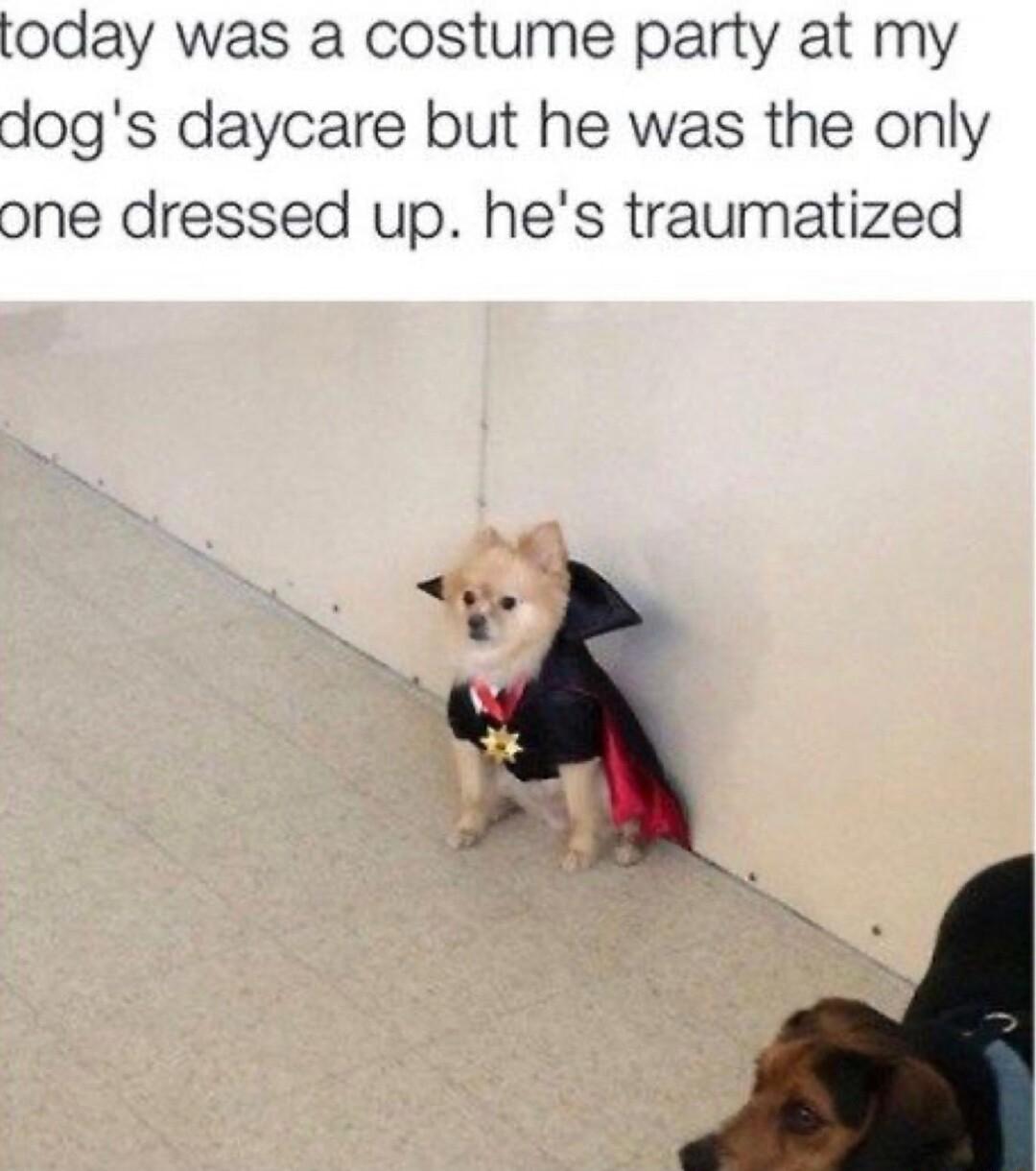 today was a costume party at my dogs daycare but he was the only one dressed up hes traumatized
