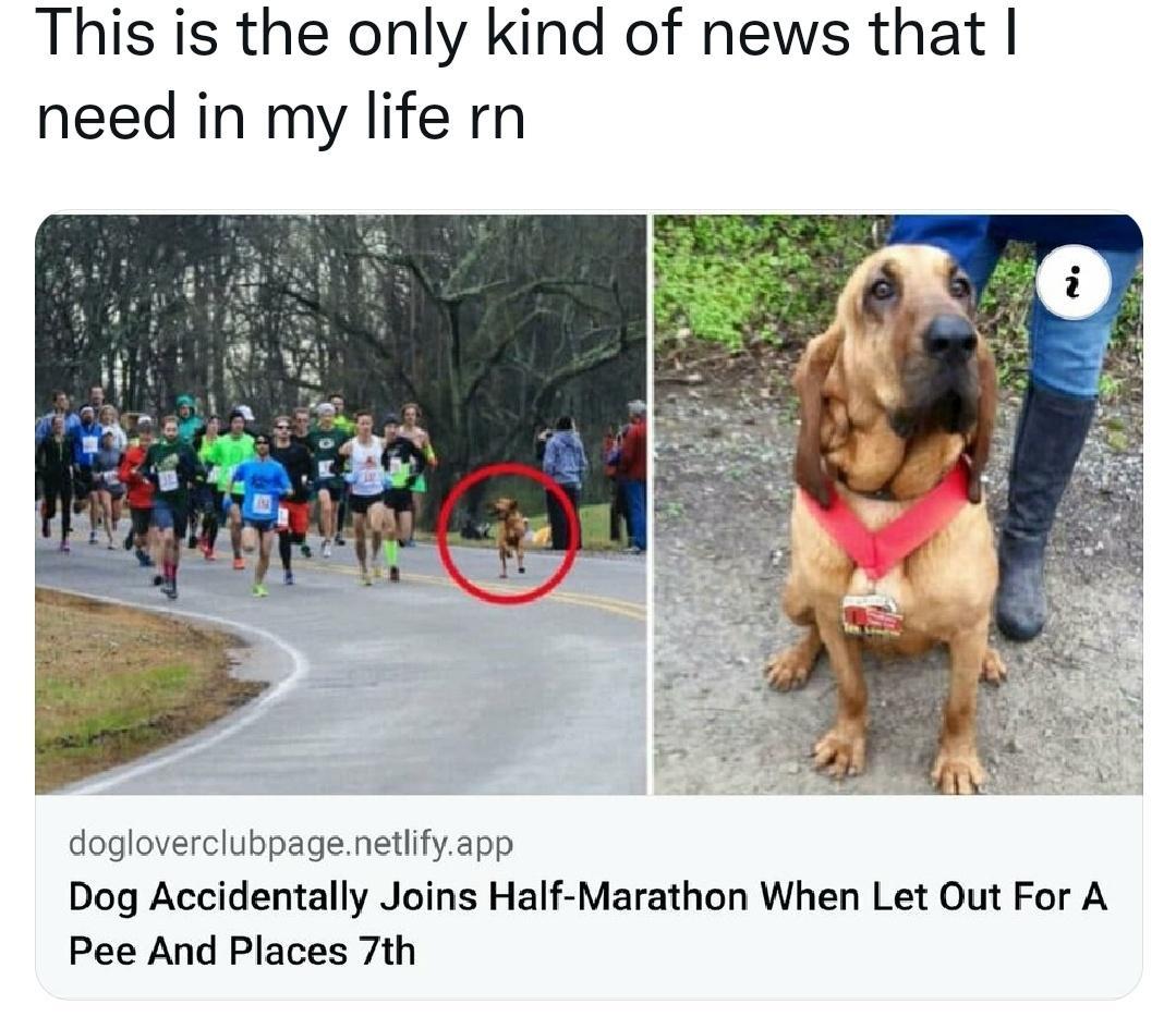 This is the only kind of news that need in my life rn o T dogloverclubpagenetlifyapp Dog Accidentally Joins Half Marathon When Let Out For A Pee And Places 7th