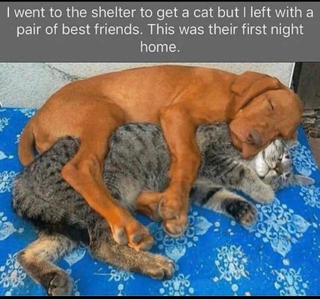 went to the shelter to get a cat but left with a pair of best friends This was their first night home