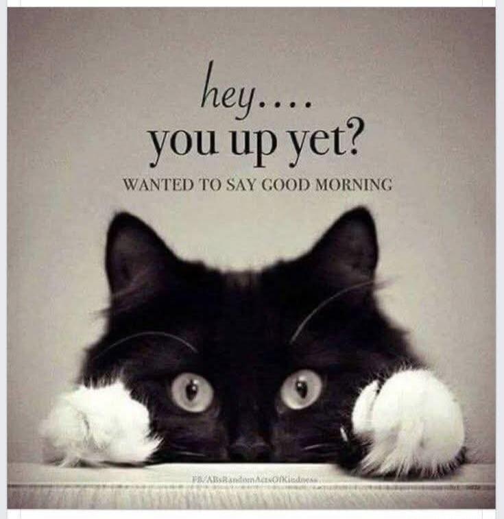 hey.... you up yet? WANTED TO SAY GOOD MORNING