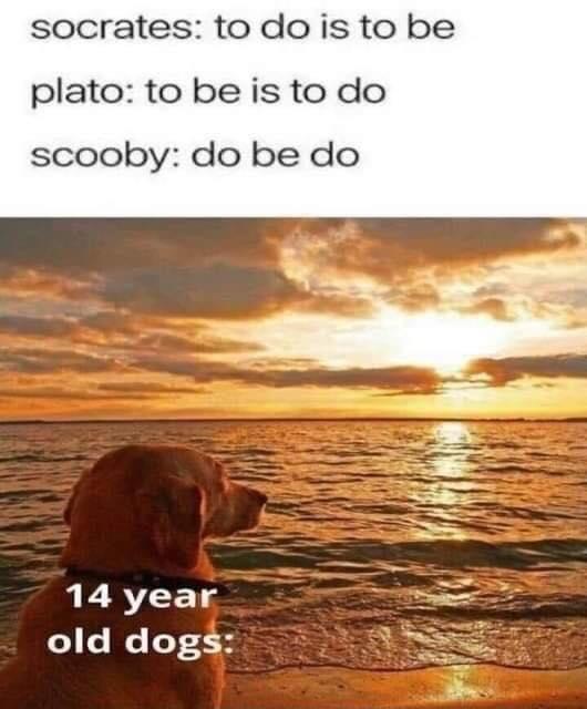 socrates to dois to be plato to be is to do scooby do be do 14 year old dogs