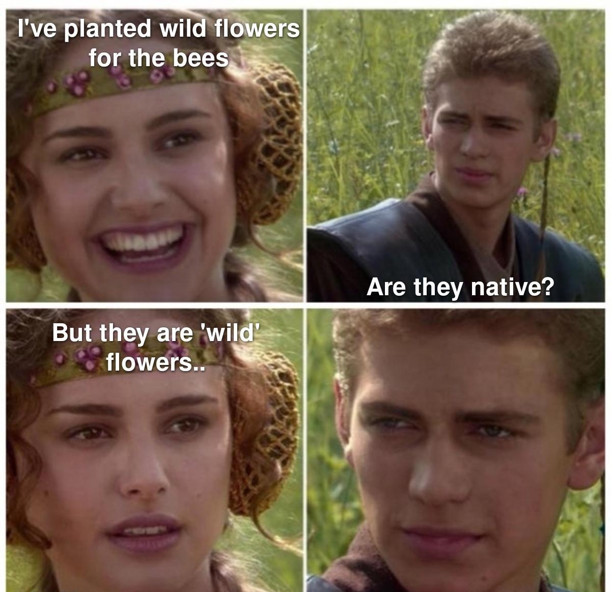 Ive planted wild for the bees i A Are they native But they are wil flowers Y AR