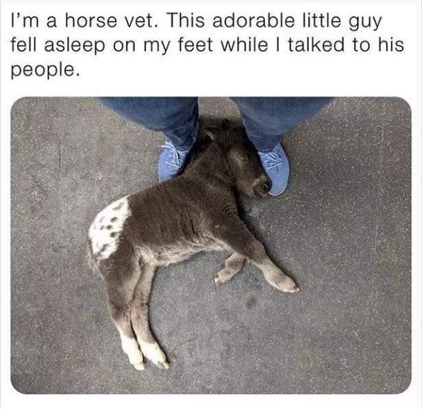 Im a horse vet This adorable little guy fell asleep on my feet while talked to his people